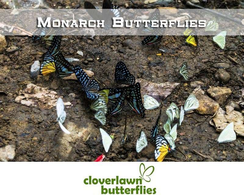 Cloverlawn Butterflies | Orlando, FL 32806, USA | Phone: (407) 896-8389