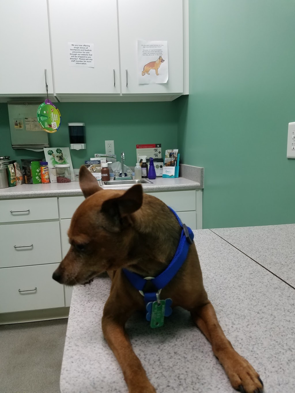 Carolina Crossing Veterinary Clinic | 11760 NC-210 #110, Benson, NC 27504, USA | Phone: (919) 934-7729