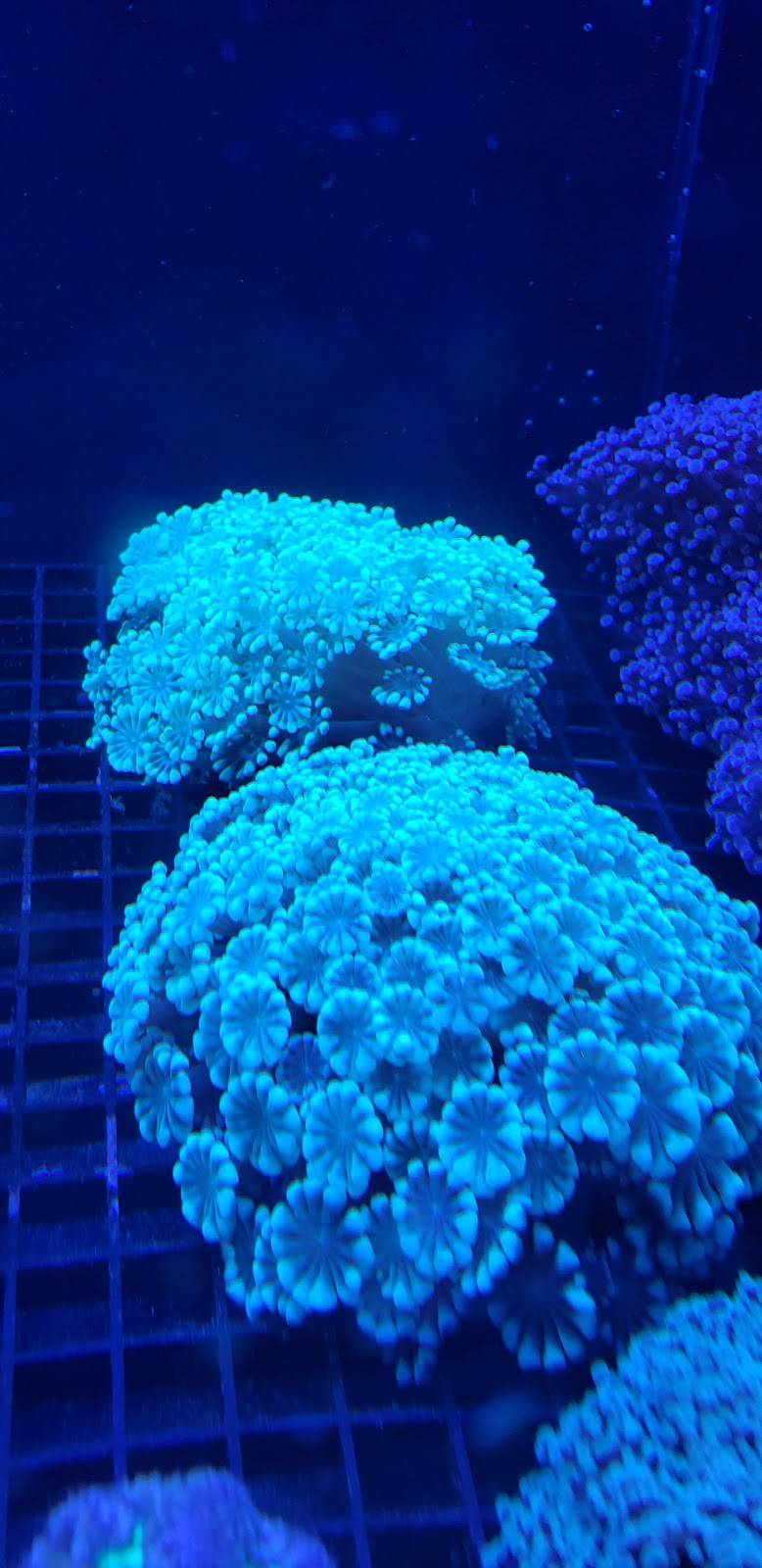 Aquarium Customs, INC. | 303 N Aspen Ave, Broken Arrow, OK 74012, USA | Phone: (918) 853-4402 Aquarium Customs, INC. | 303 N Aspen Ave, Broken Arrow, OK 74012, USA | Phone: (918) 853-4402