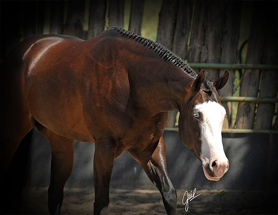 Rafter L Stables/ Lisa Laplace | 5945 Haire Ln, Napa, CA 94559 | Phone: (707) 363-7156