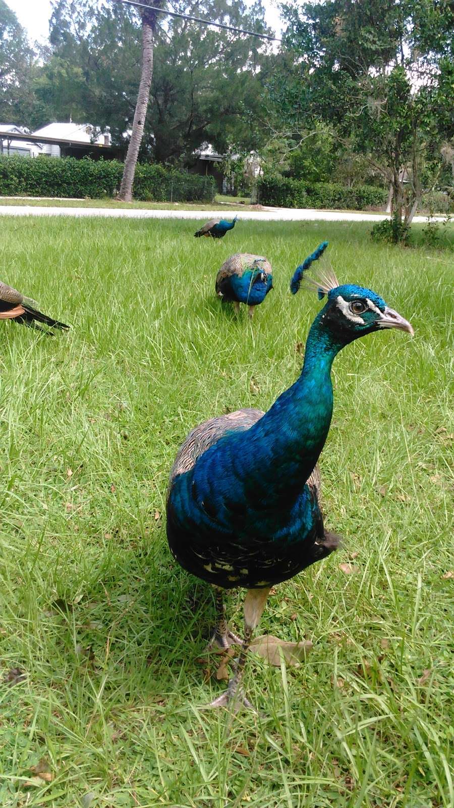 Deleon Springs Forestry Station | 5458 US-17, De Leon Springs, FL 32130, USA | Phone: (386) 985-7865 Deleon Springs Forestry Station | 5458 US-17, De Leon Springs, FL 32130, USA | Phone: (386) 985-7865