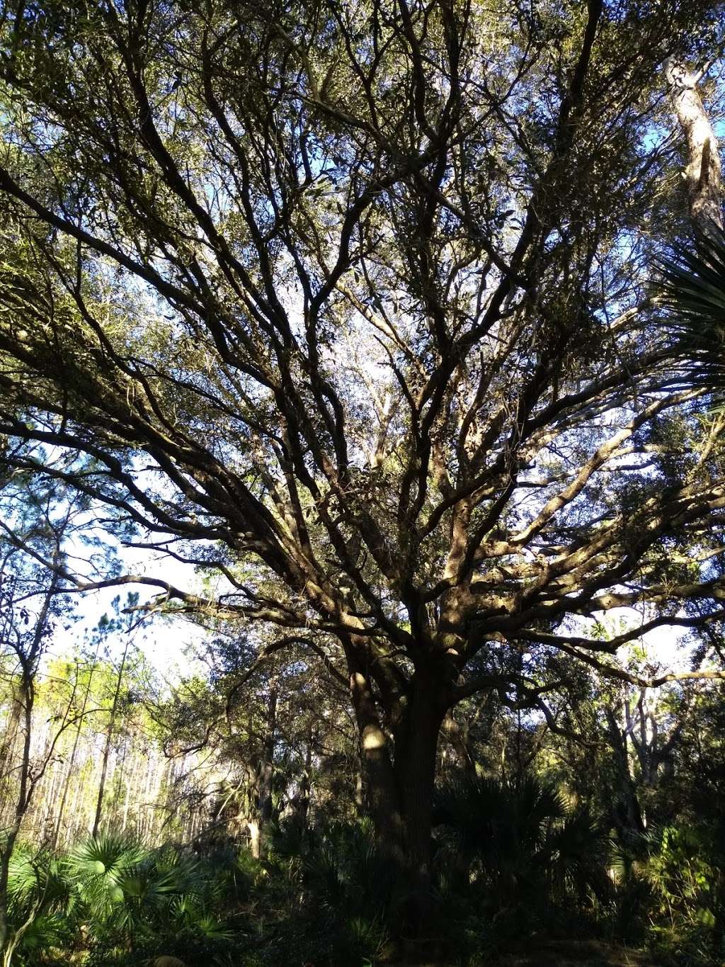 Longleaf Pine Preserve | Unnamed Road, DeLand, FL 32724, USA | Phone: (386) 740-5261