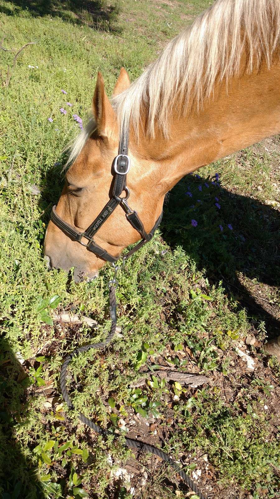 Spring Creek Stables | 21860 Babcock Rd, San Antonio, TX 78255, USA | Phone: (210) 784-0051