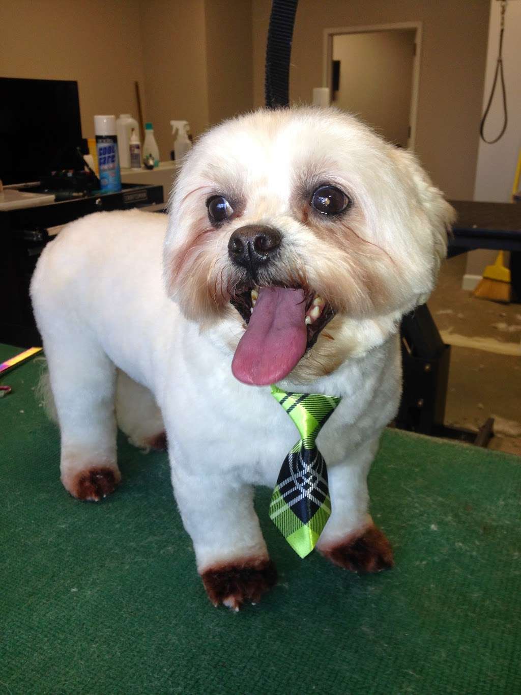 The Groomers Corner | 4002, 2000 N Milwaukee Ave, Chicago, IL 60647, USA | Phone: (773) 661-2804