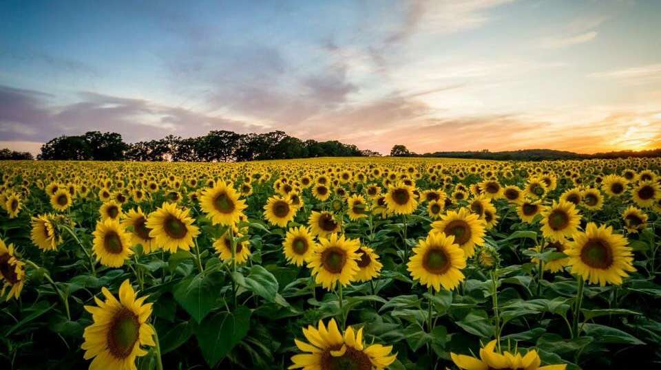 HealthyNess | 558 Alder Ave, Delavan, WI 53115, USA | Phone: (262) 725-1146