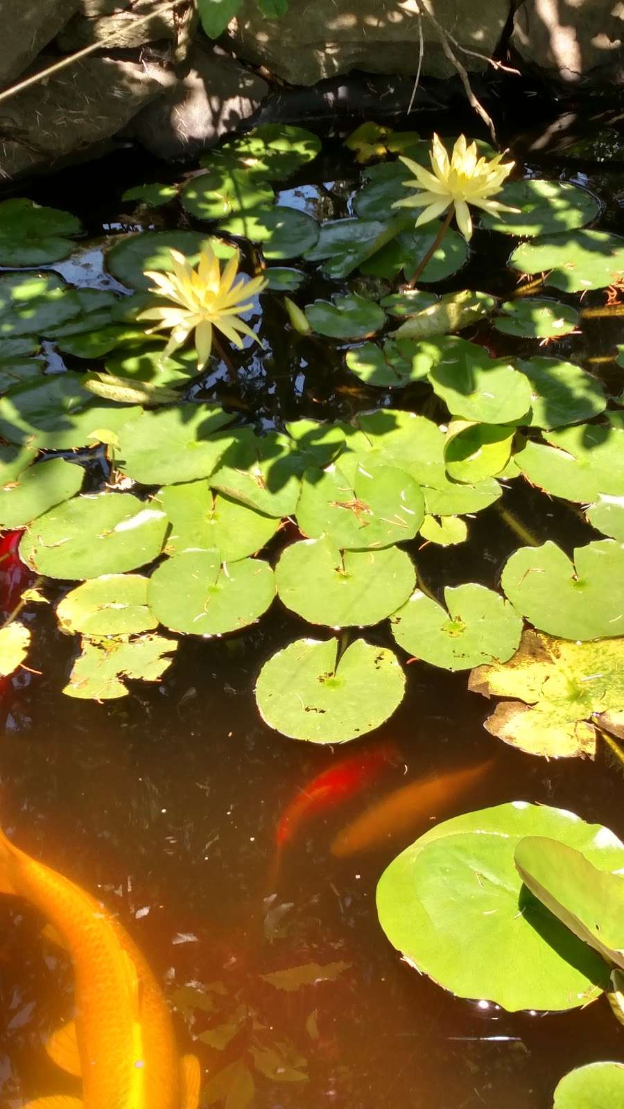 Bens Aquatic Plant & Fish Garden | Linwood, NJ 08221