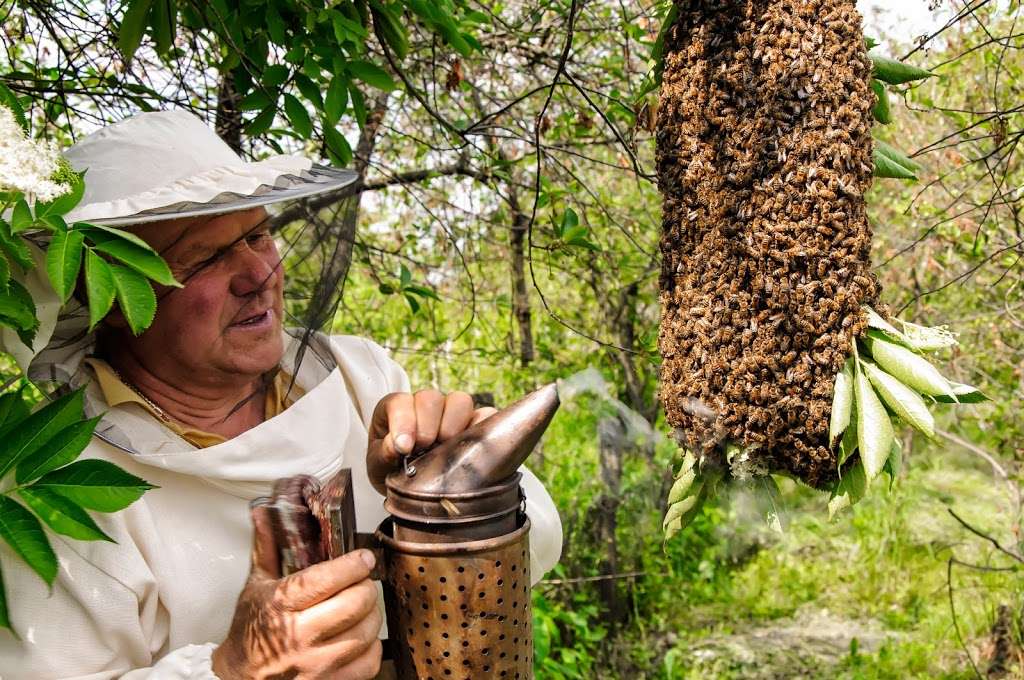 The Honey Bee Rescuers | 6151 Allen Dr, Conroe, TX 77304, USA | Phone: (936) 525-9143