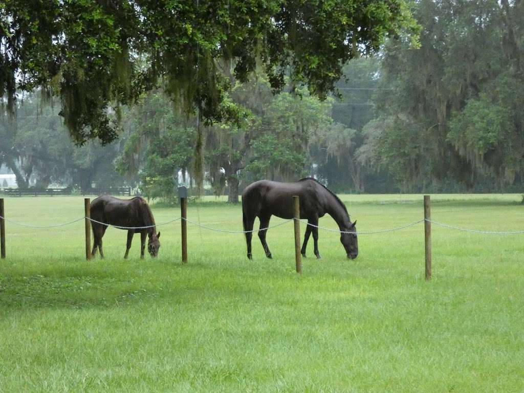 Tanner Oaks Farm | 11007 Co Rd 727, Webster, FL 33597, USA | Phone: (407) 636-0081