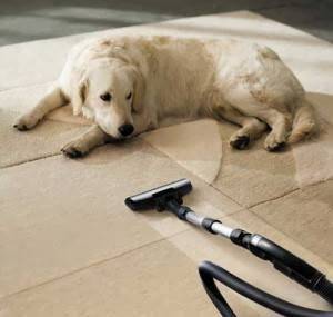 Altitude Carpet Care | 1025 Jade St, Broomfield, CO 80020, USA | Phone: (303) 907-4693