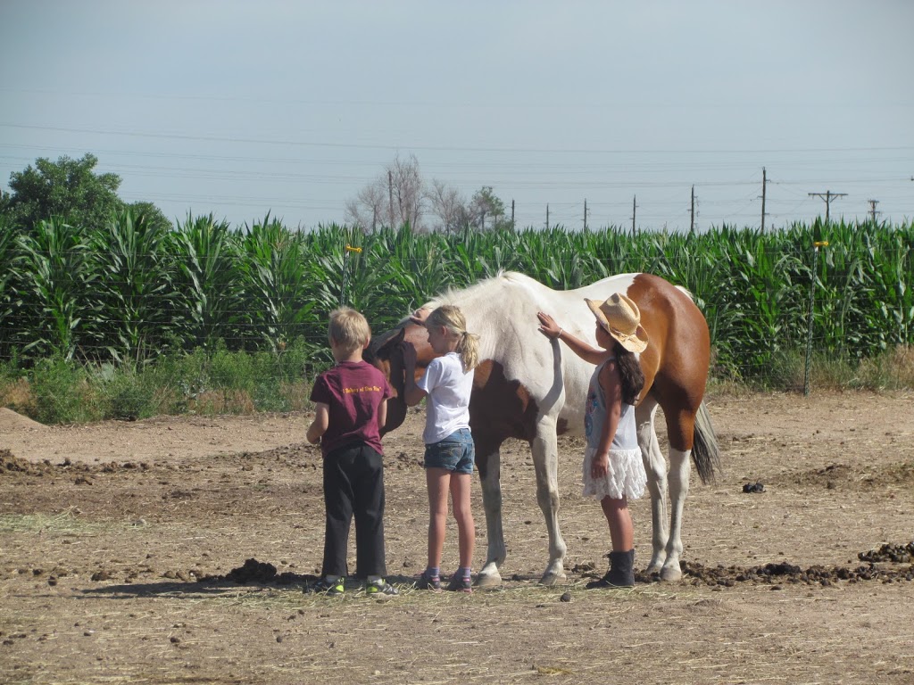 On the Wings of a Horse | 15575 Co Rd 25, Platteville, CO 80651 | Phone: (970) 785-9090