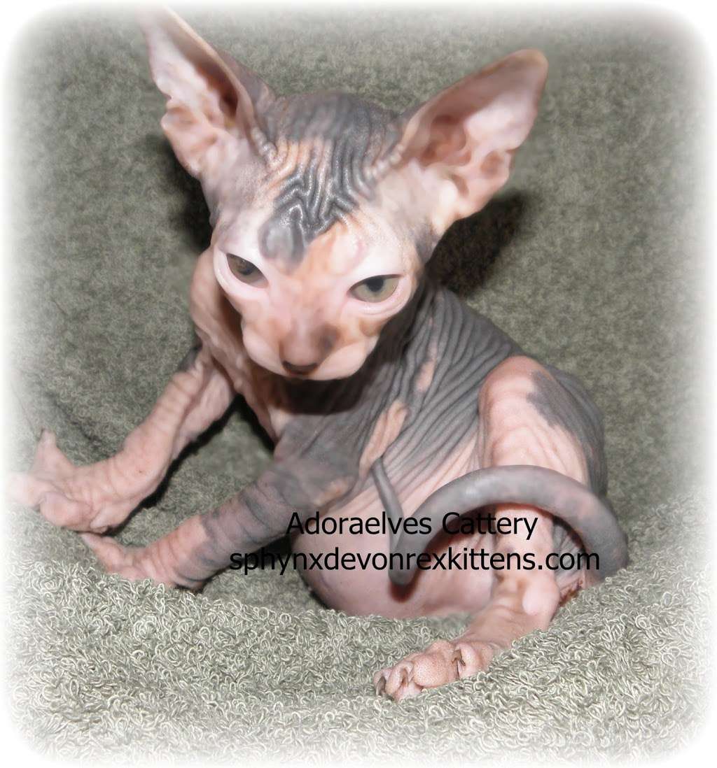 Sphynx cats & Devon Rex Kittens Merit award Winning Cattery | 15673 Southern Blvd #107, Loxahatchee Groves, FL 33470 | Phone: (561) 396-6290