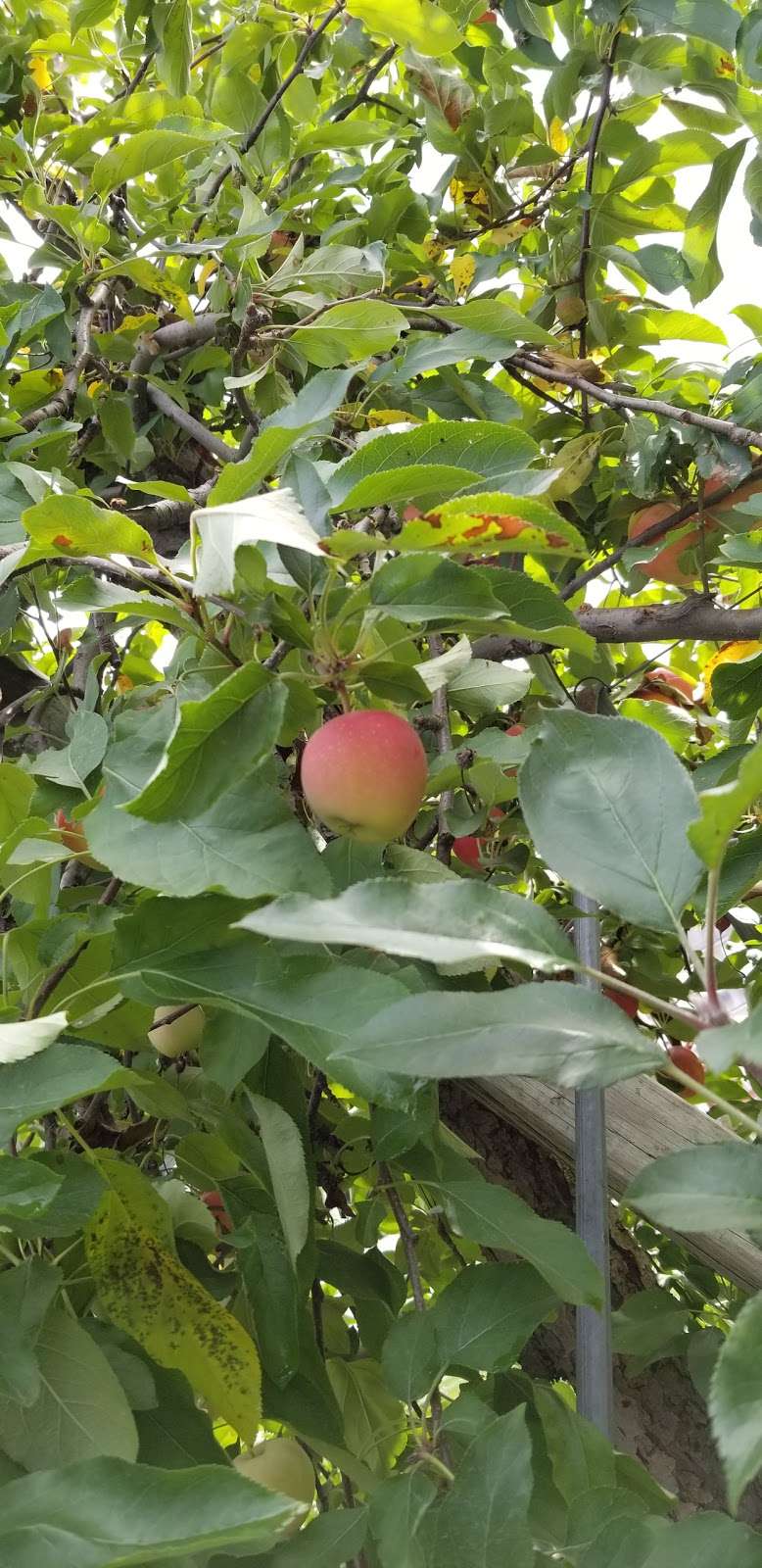 Apple Picking | 642 County Rd 50, New Hampton, NY 10958 | Phone: (845) 374-5471