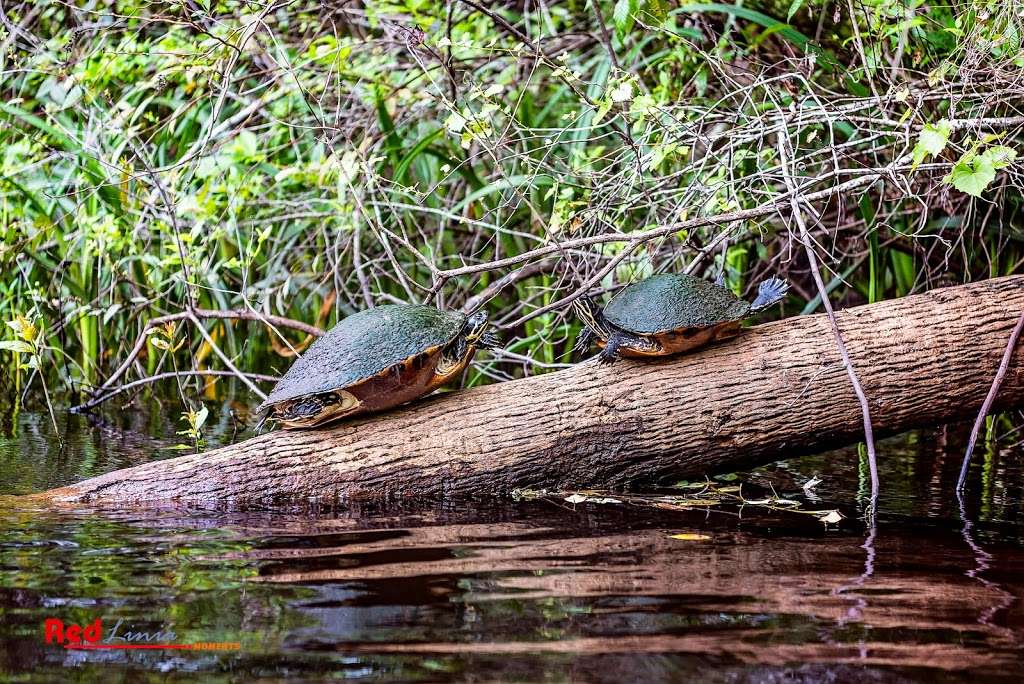 Loxahatchee River Battlefield Park | 9060 W Indiantown Rd, Jupiter, FL 33478, USA | Phone: (561) 741-1359