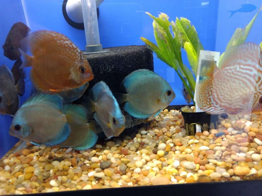 Aqua Novik Tropical Fish & Pets | 8350 Fry Rd, Cypress, TX 77433, USA | Phone: (281) 213-4687