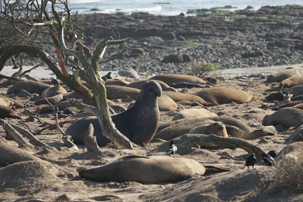 Año Nuevo State Park | California, USA