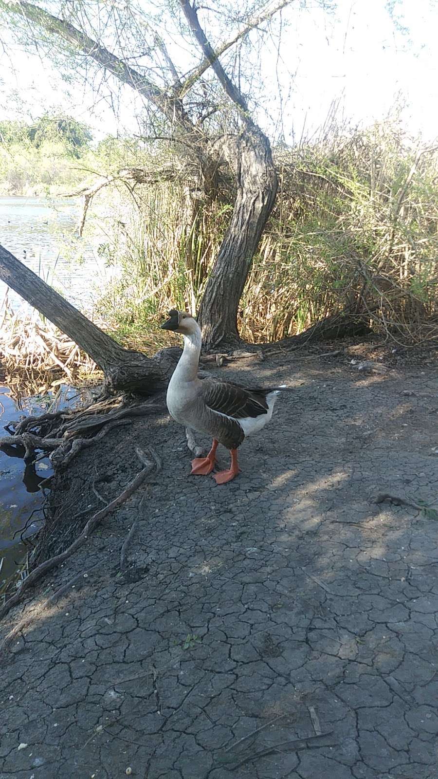 Guajome Park Lower Picnic Area | Oceanside, CA 92056, USA