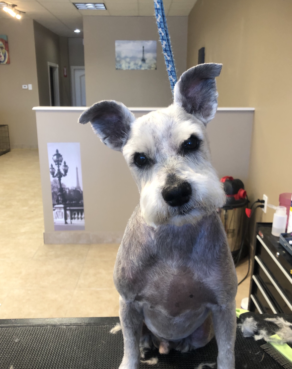 Pawsh Parlor Grooming and Boarding | suite 300, 18024 TX-105 suite 300, Montgomery, TX 77356, USA | Phone: (936) 524-7823