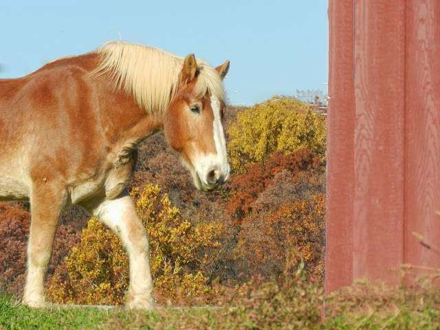 Great and Small Therapeutic Riding | 17320 Moore Rd, Boyds, MD 20841, USA | Phone: (301) 349-0075