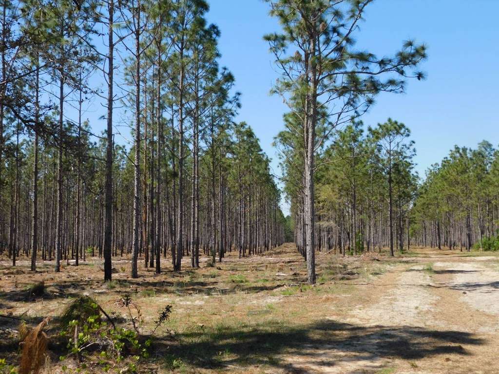 Chernobyl Memorial Forest | Ocklawaha, FL 32179