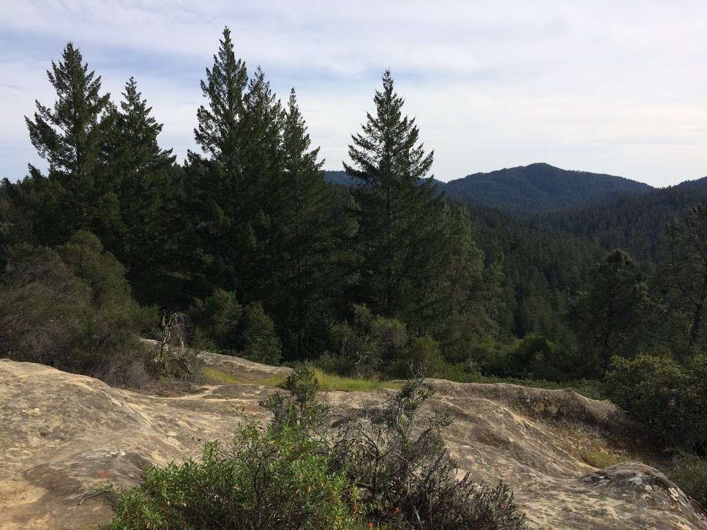 The Grove of Stout-Hearted Wonders | Skyline-to-the-Sea Trail, Boulder Creek, CA 95006, USA