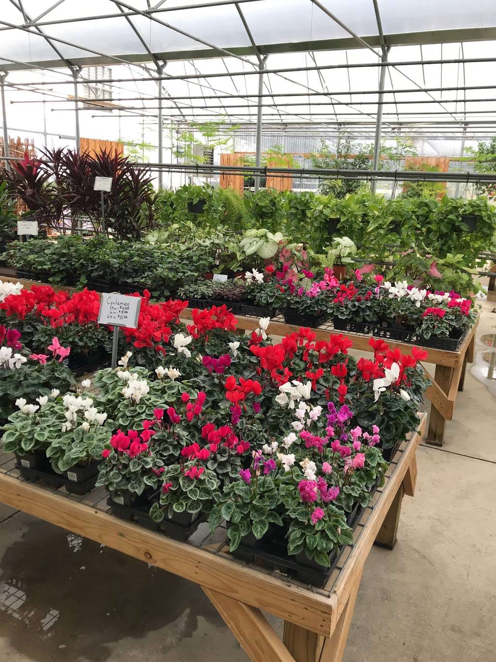 Suburban Plants | 940 La Prada Dr #900, Mesquite, TX 75150, USA | Phone: (214) 748-7438