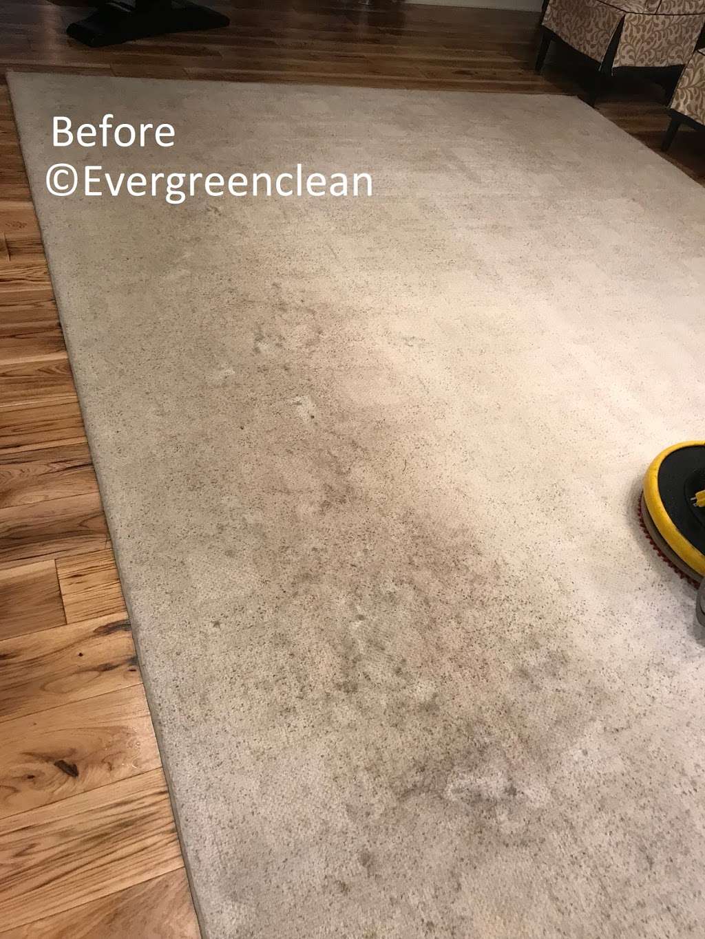Ever Green Carpet & Upholstery Cleaning | 354 Burgess Pl, Clifton, NJ 07011, USA | Phone: (973) 905-3659