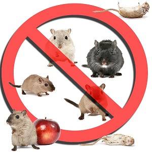 Ann Arbor Pest Control | Ann Arbor, MI 48104,  United States | Phone: (734) 292-8300