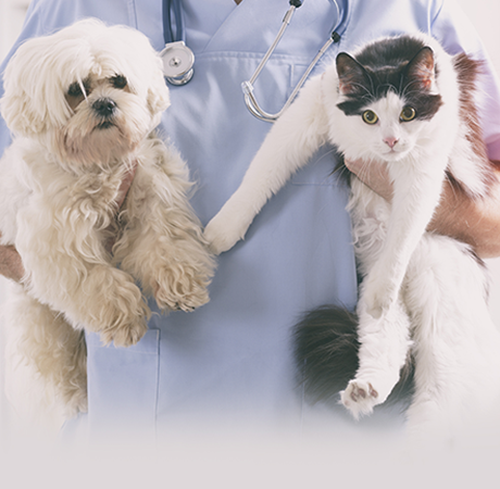 Animal Medical Center of Deer Valley | 23425 N 39th Dr #112, Glendale, AZ 85310, USA | Phone: (623) 780-3535