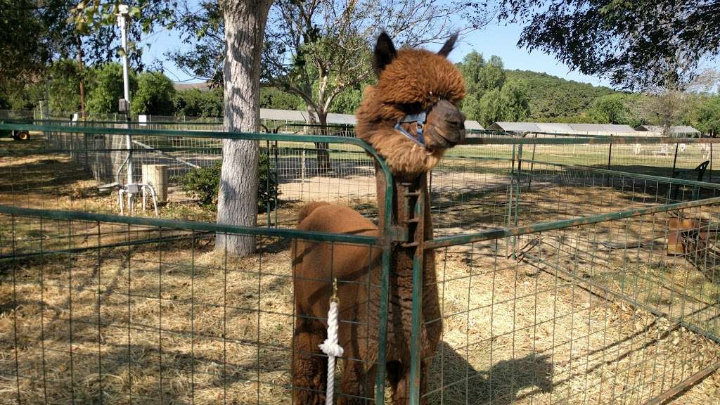 Alpacas at Windy Hill | 7660 Bradley Rd, Somis, CA 93066 | Phone: (805) 907-5162