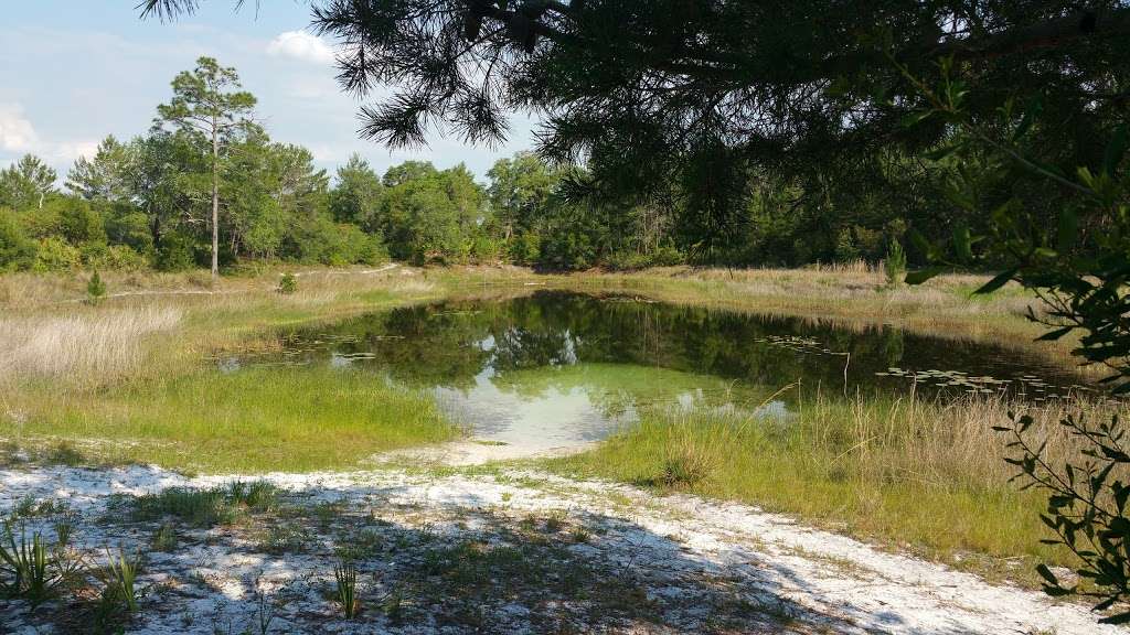 Hidden Pond | Florida