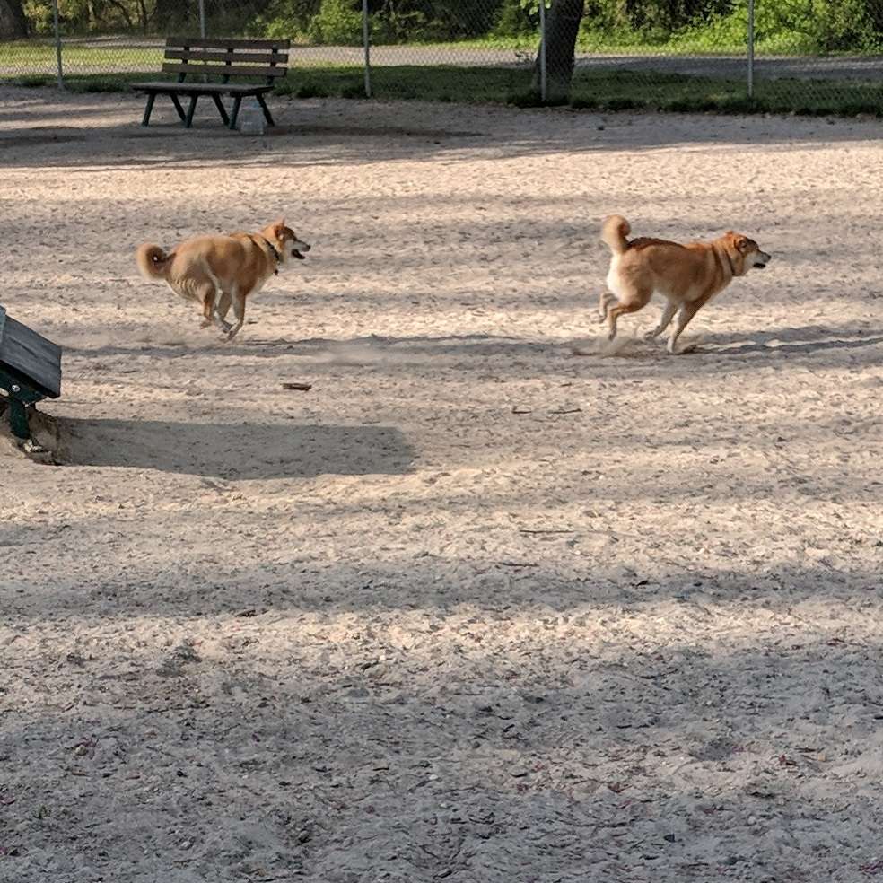 Salisbury City Dog Park | 319 N Park Dr, Salisbury, MD 21804, USA