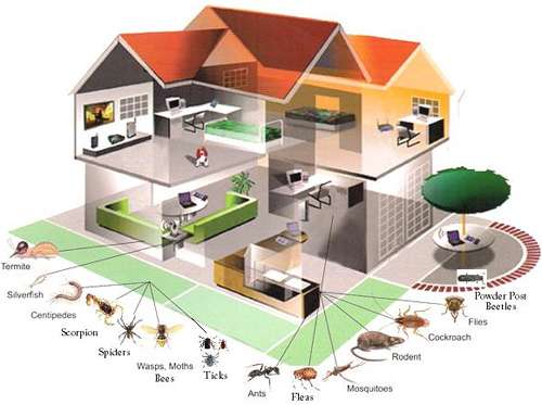 Killum Pest Control Scottsdale llc | 10657 E Le Marche Dr, Scottsdale, AZ 85255, USA | Phone: (480) 466-9696