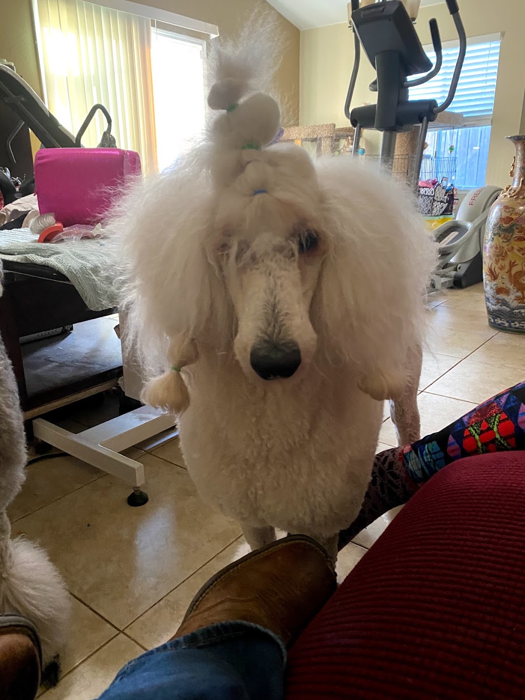 The Poop Fairies | 14943 Brookhill Rd, Madera, CA 93636, USA | Phone: (559) 468-7667