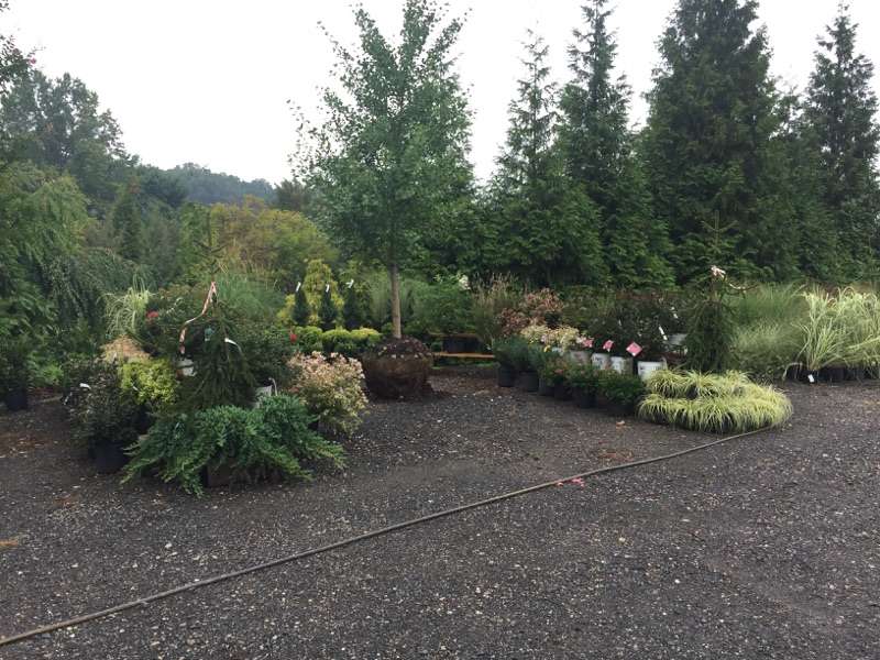 Water Crest Farms Nursery | 190 Woodcrest Rd, West Grove, PA 19390 | Phone: (610) 869-3883