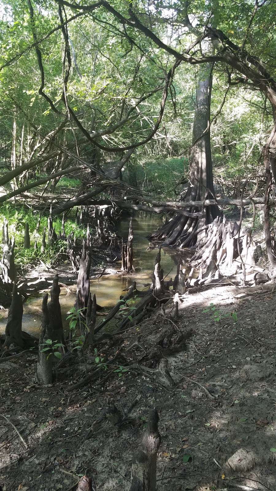 Crickets Corner Scenic View, Trinity River National Wildlife Re | Liberty, TX 77575, USA | Phone: (936) 336-9786