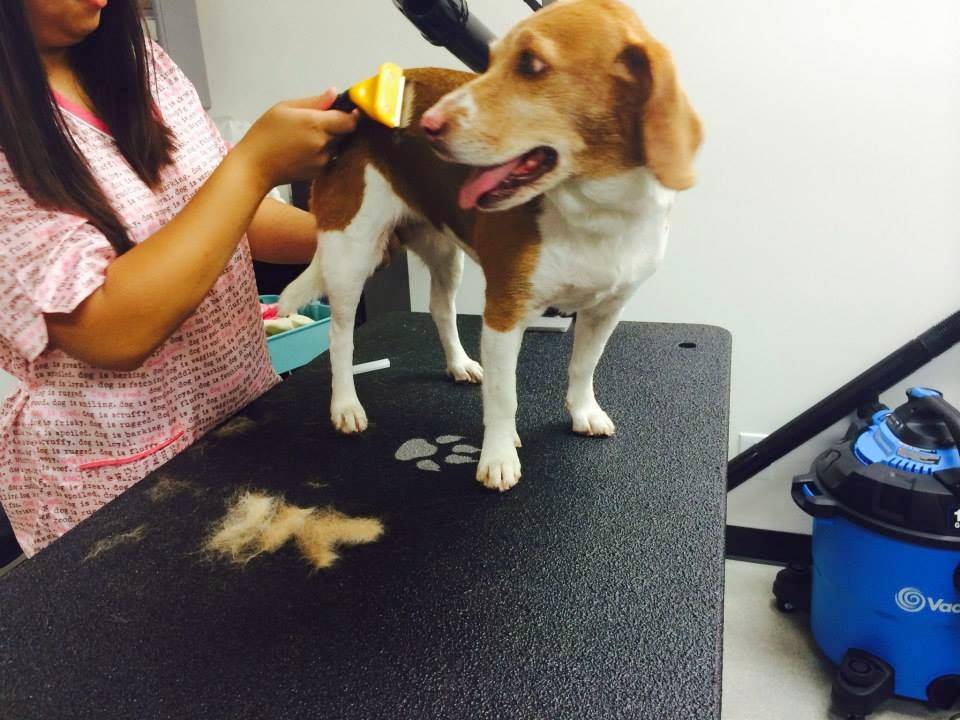 Little Paws Pet Grooming | 1414 S Azusa Ave STE B-11, West Covina, CA 91791, USA | Phone: (626) 653-9645