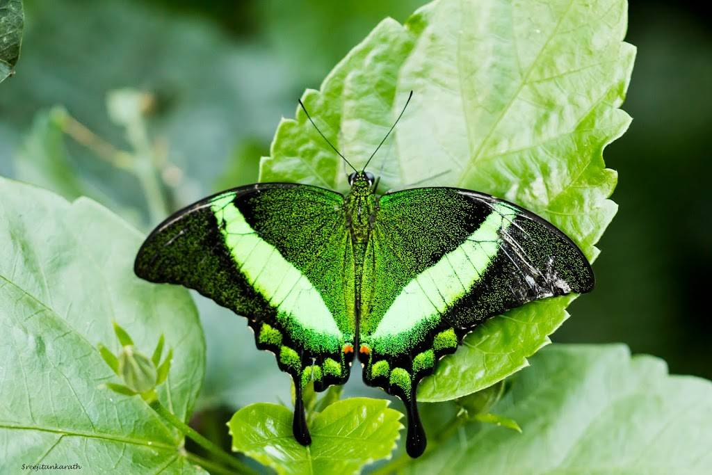 Butterfly Wonderland | 9500 East Vía de Ventura F100, Scottsdale, AZ 85256, USA | Phone: (480) 800-3000