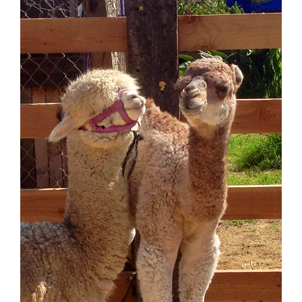 Pony Land: Pony Rides & Petting Zoo | 2606 Hollister St, San Diego, CA 92154, USA | Phone: (619) 947-3152