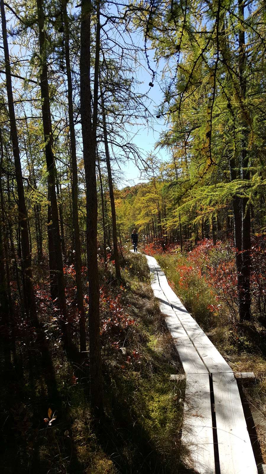 Beulah Bog State Natural Area | Stringers Bridge Rd, East Troy, WI 53120, USA | Phone: (608) 266-0394