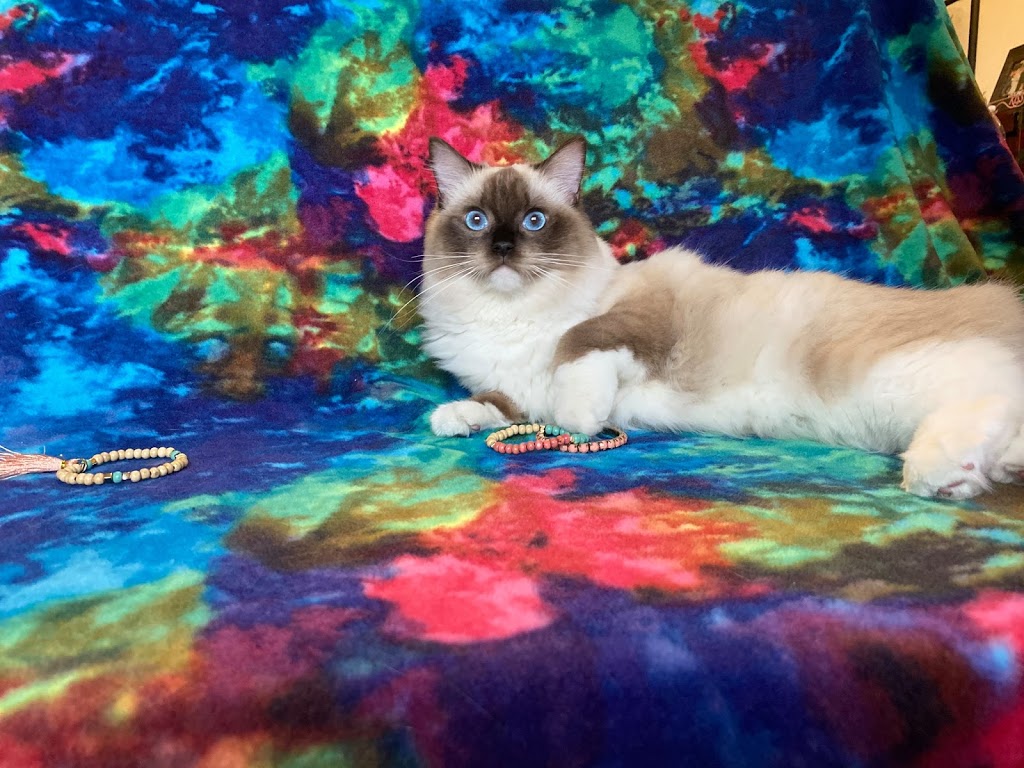 Meow City Ragdoll - Ragdoll Kittens for Sale | 1330 Kitty St, Deer Park, TX 77536, USA | Phone: (281) 782-0005