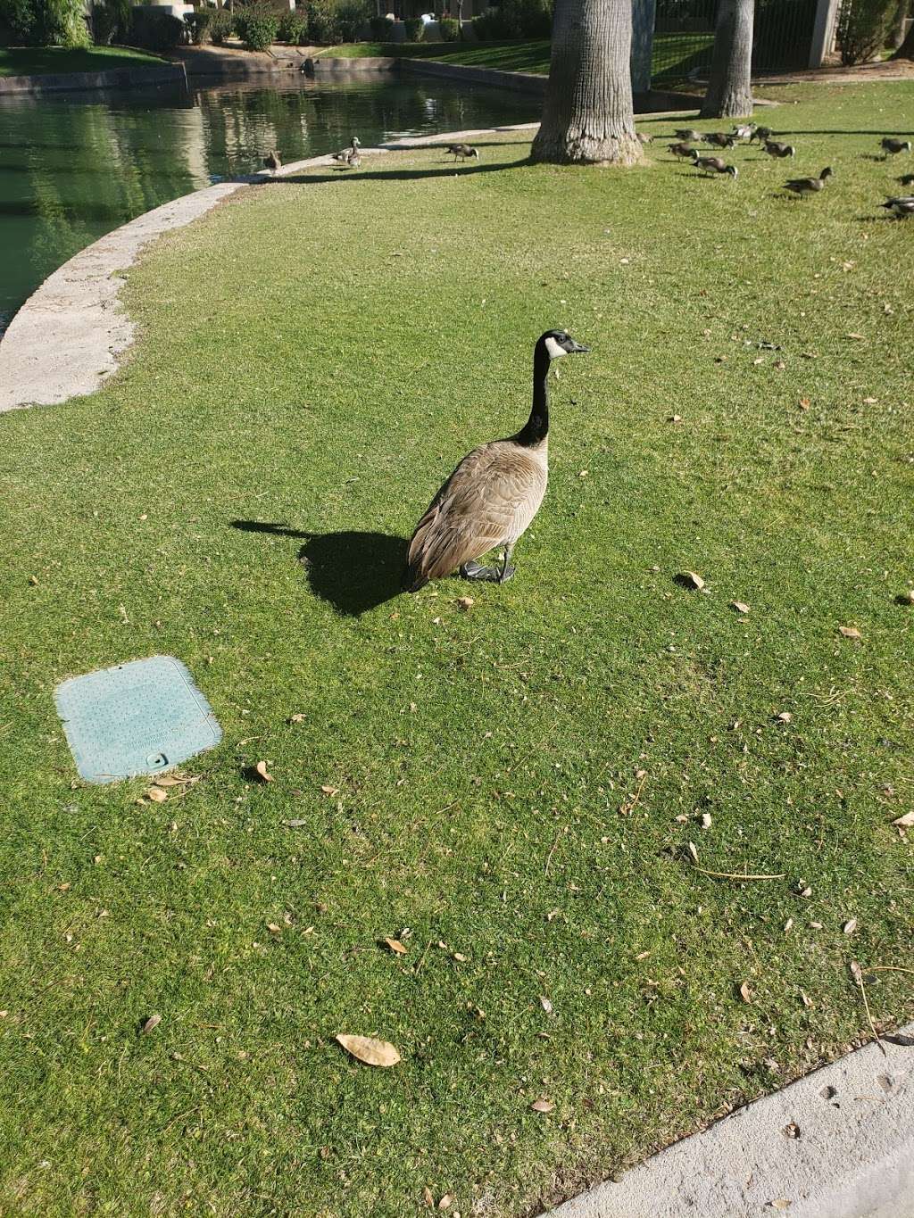 Gainey Ranch Lake | Scottsdale, AZ 85258, USA