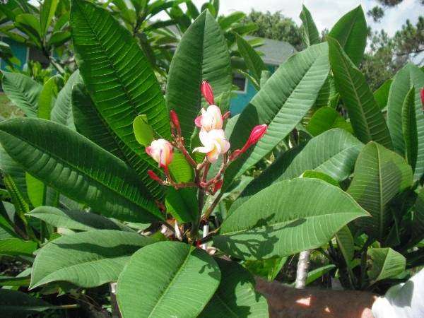 Florida Frangipani Plumerias | 13177 Sunset Blvd, West Palm Beach, FL 33411, USA | Phone: (561) 633-1212