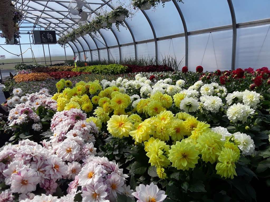 The Country Flower Greenhouse | 712 Shirksville Rd, Jonestown, PA 17038, USA | Phone: (717) 875-7220