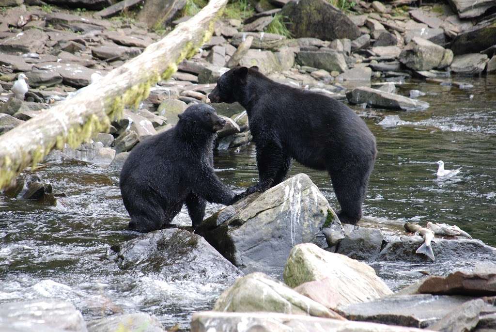 Shenandoah Getaways | 101 Medical Ct Suite 106, Martinsburg, WV 25401, USA | Phone: (540) 414-6000