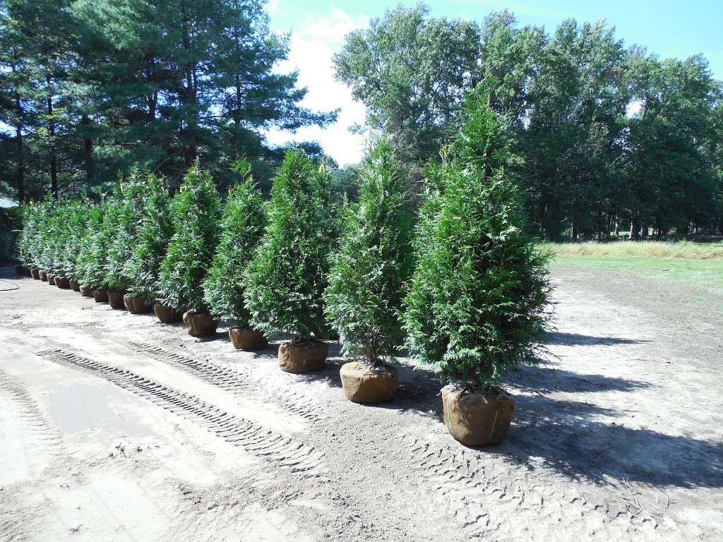 Cinnaminson Nurseries, Inc. | 1717 Ark Rd, Hainesport, NJ 08036, USA | Phone: (856) 829-2859