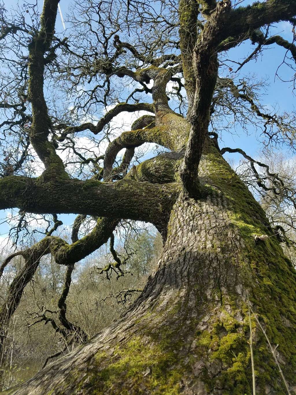 Laguna Wetlands Preserve | Sebastopol, CA 95472, USA | Phone: (707) 823-6167