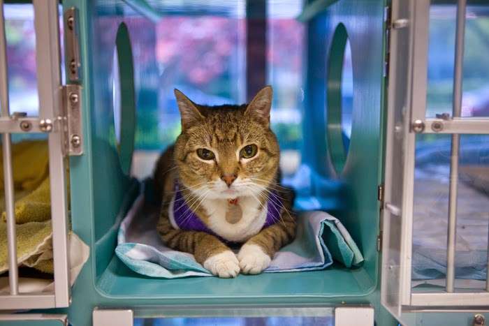 Linwood Pet Hospital | 535 Maple Ave, Linwood, NJ 08221, USA | Phone: (609) 926-5300