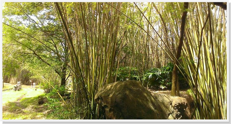 Ocoee bamboo Farm | 815 Pine St, Ocoee, FL 34761, USA | Phone: (407) 777-4807