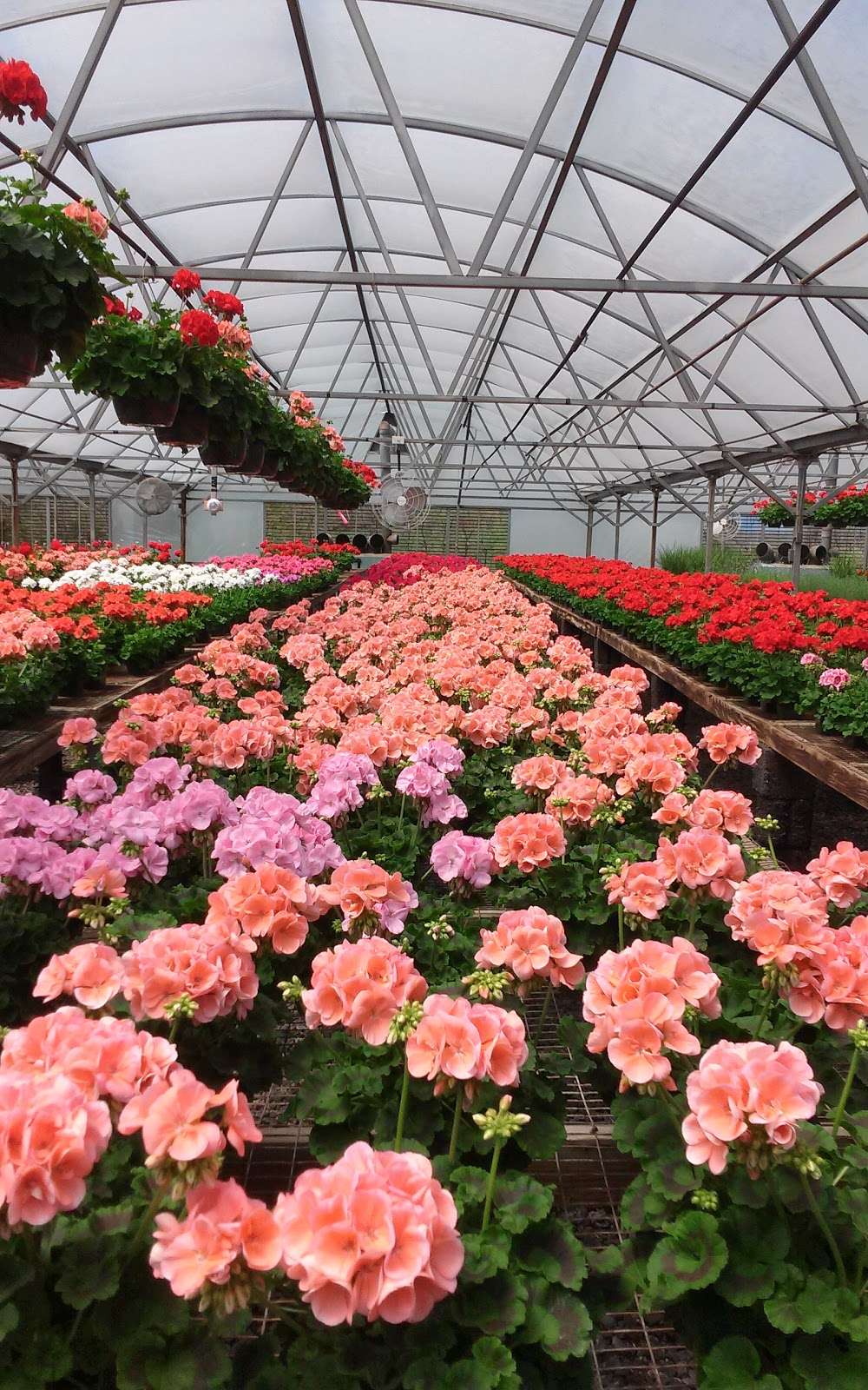 Ellmores Garden Center | 86 N Reid St, Hamilton, VA 20158, USA | Phone: (540) 338-7760