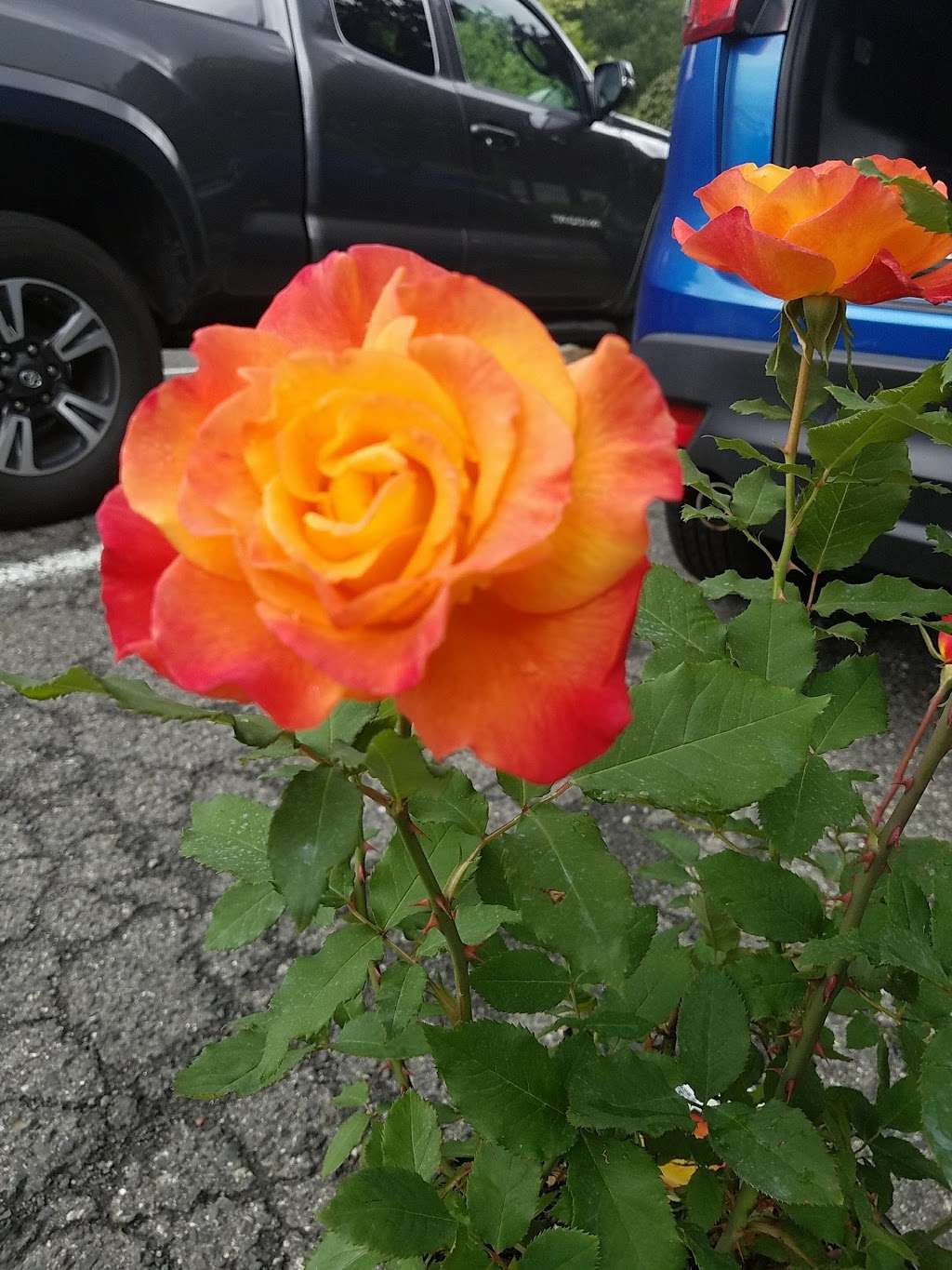 Progressive Gardens NJ | 18 Ridgedale Ave, Cedar Knolls, NJ 07927, USA | Phone: (973) 540-0099